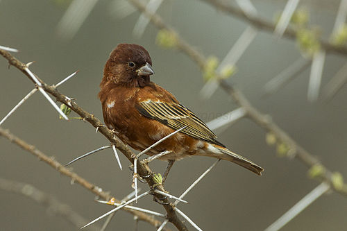 Chestnut sparrow